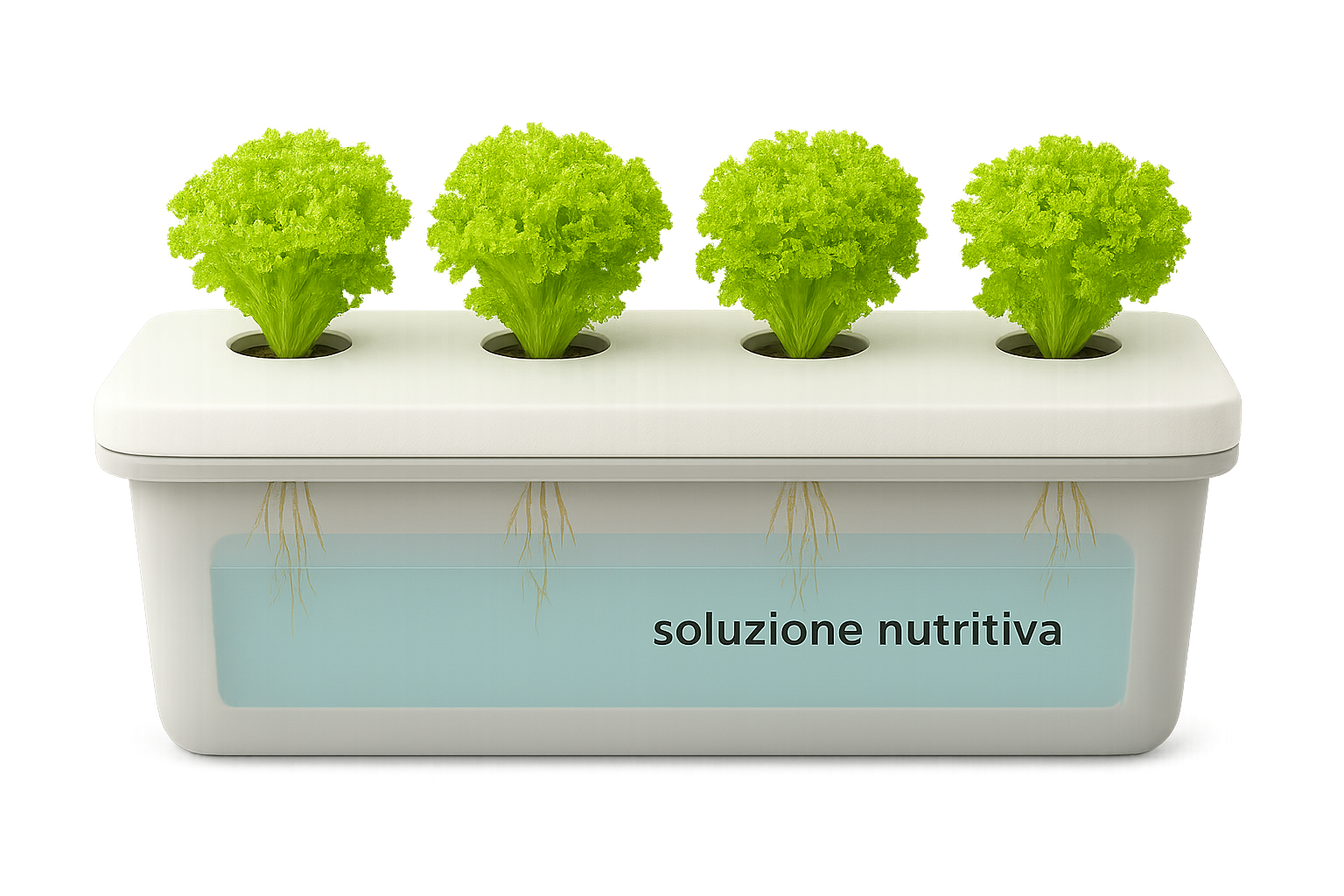 Esempio di orto in cassetta con metodo Kratky